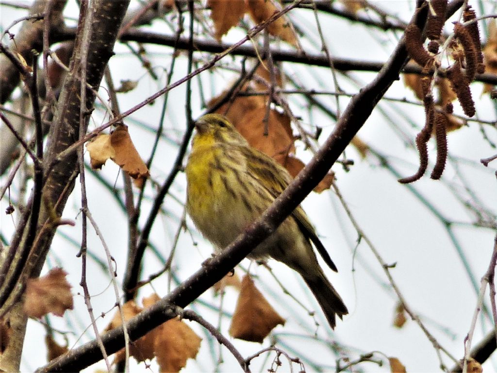 Verzellino (Serinus serinus)